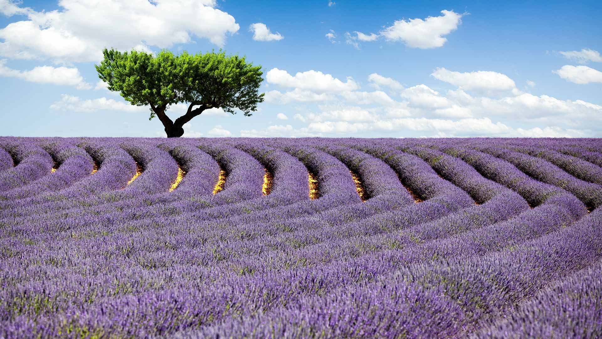 Dall’aloe vera alla lavanda, fino all’arancia: i principi attivi naturali di Frosch