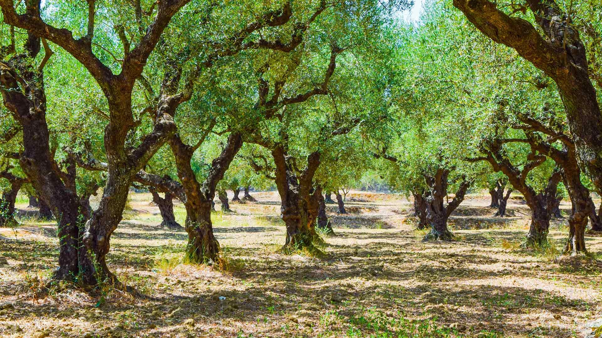 Tensioattivi europei - Forza lavante in natura