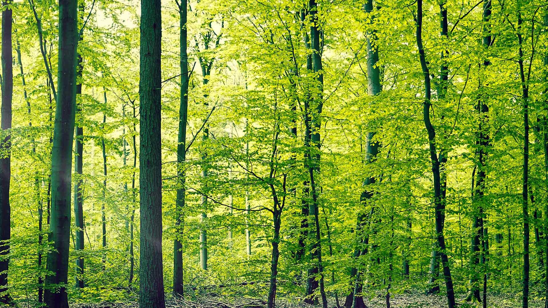 Ekologiška alternatyva – gerai nuteikianti ekologiška kokybė nuo 1986 m.